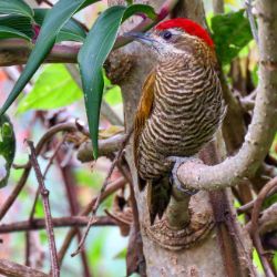 Bar-bellied Woodpecker